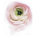 thumbnail image 2 of Urquhart, Elizabeth 15x18 White Modern Wood Framed Museum Art Print Titled - Pink Lady II, 2 of 4