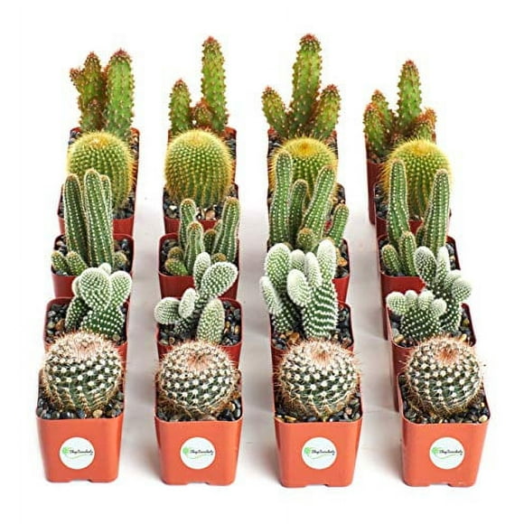 Boutique collection de cactus Succulents cool de Plantes Succulentes Vivantes, Variété Sélectionnée à la Main Pack de cactus collection de 20