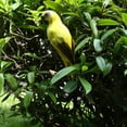 thumbnail image 4 of 6 Options Animal Artificial Feather Macaw Parrot Bird Statue Yellow, 4 of 8