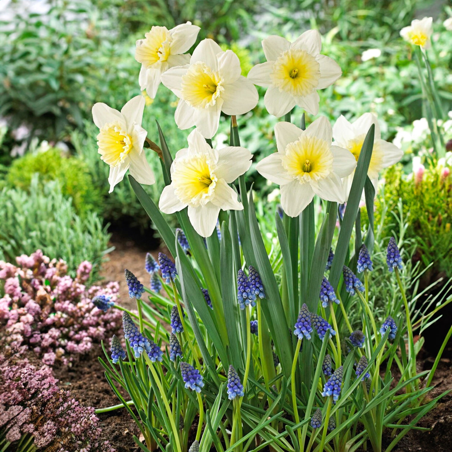 Garden State Bulb Narcissus Large Cupped Ice Follies Daffodil Flower Bulbs, 16/18cm (Bag of 50)
