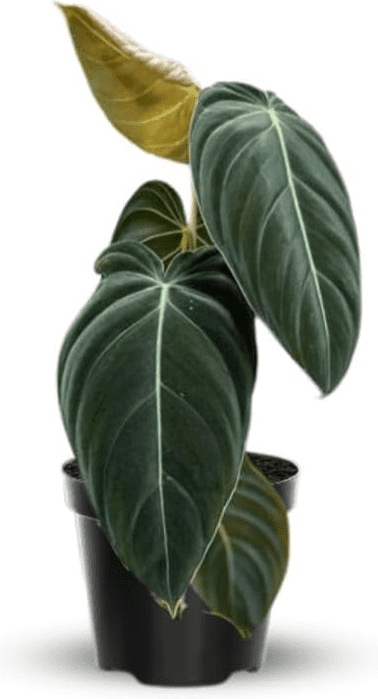 Philodendron Melanochrysum Live Plant, 5–9 Inch Tall Tropical Houseplant Starter, Velvety Dark Green Foliage for Indoor Growing