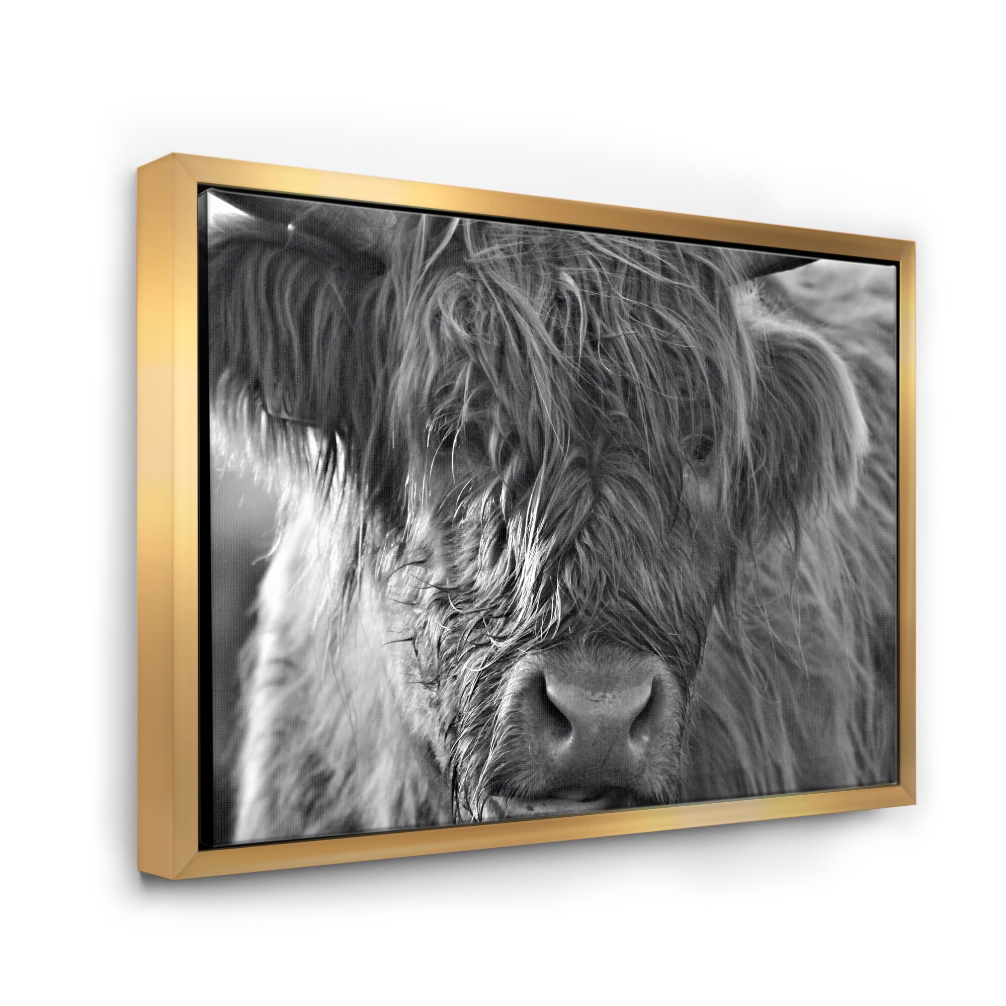 Close Up Scottish Highland Cows Living On Moorland 32 in x 24 in Framed Photography Canvas Art Print, by Designart