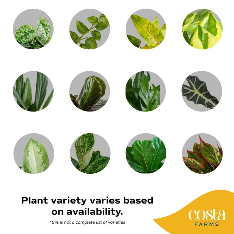 Plants with Benefits by Costa Farms 12" Premium Assorted Foliage House Plant  in 6" Self-Watering Pot - Walmart.com