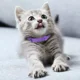 thumbnail image 5 of Collar Calmante Collar Tranquilizante Gatos Perros 2 Piezas, 5 of 7