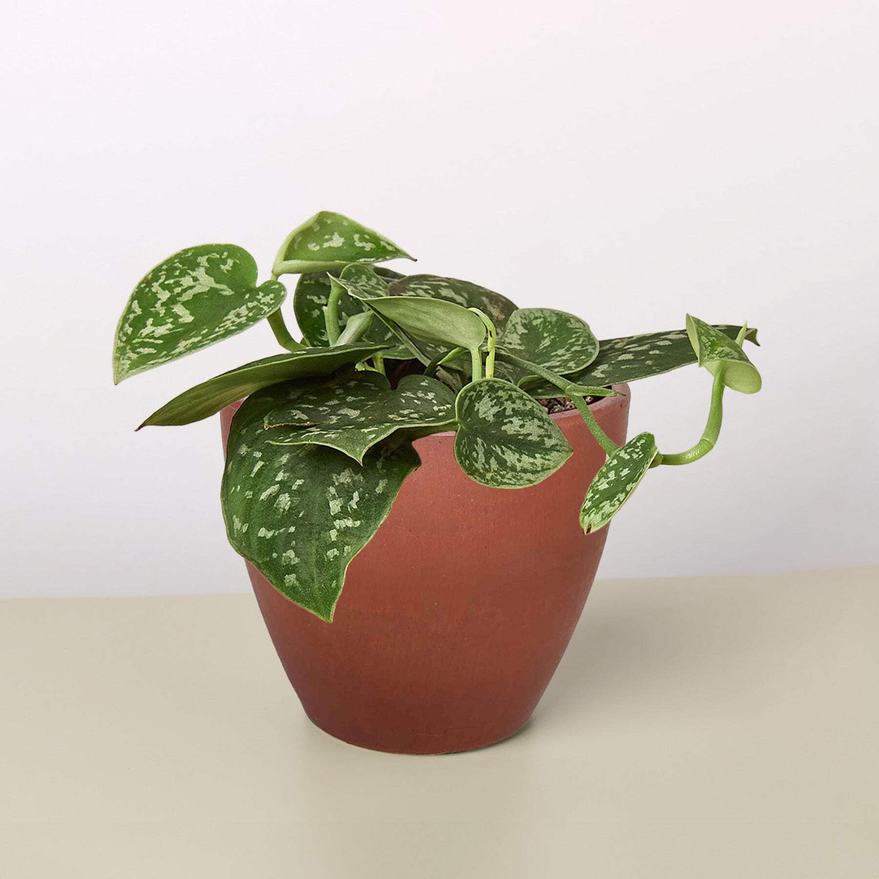 Pothos 'Satin', 4" Pot, Indoor Houseplant, Easy Care, Live Plant for Indoor & Outdoor
