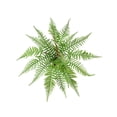 thumbnail image 2 of Artificial Green Plants For Indoor And Outdoor Decoration Green Wall Decoration, 2 of 6