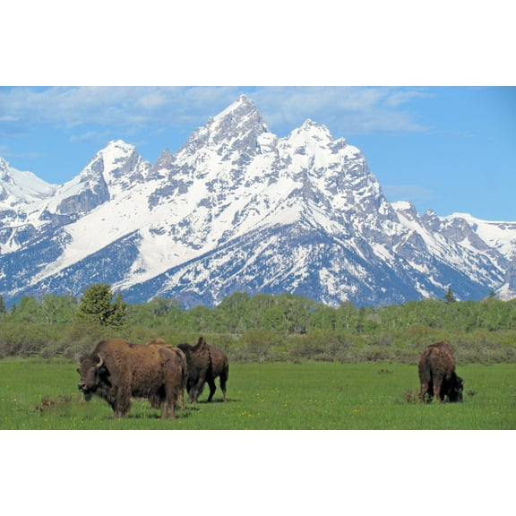 24x36 gallery poster, Bison grazing in Jackson Hole, Grand Teton National Park, Wyoming