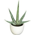 thumbnail image 4 of Nearly Natural Southwest Agave Plant Arrangement, Set of 3, 4 of 11