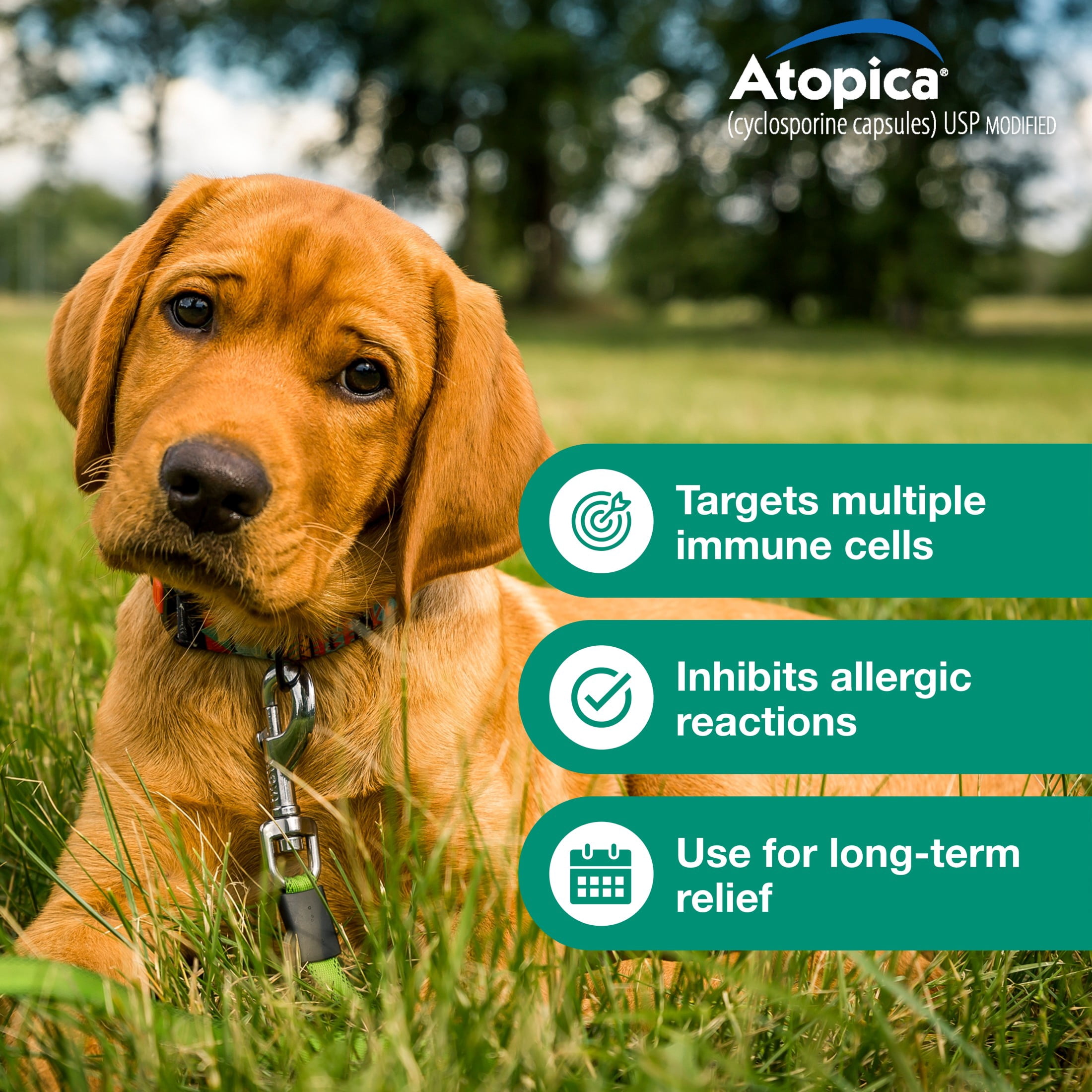 Atopica Dog Atopica | Dermatitis Treatment | Itch Relief for Dogs | Oral Capsules | 10 mg