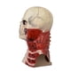 thumbnail image 4 of Xihbxyly Máscara de Calavera de Halloween, Diseño Bioquímico Espeluznante, Material Suave y Duradero, Perfecta para Fiestas y Bailes de Máscaras, Versátil para Halloween, Pascua, Carnaval, Tamaño Adu, 4 of 7