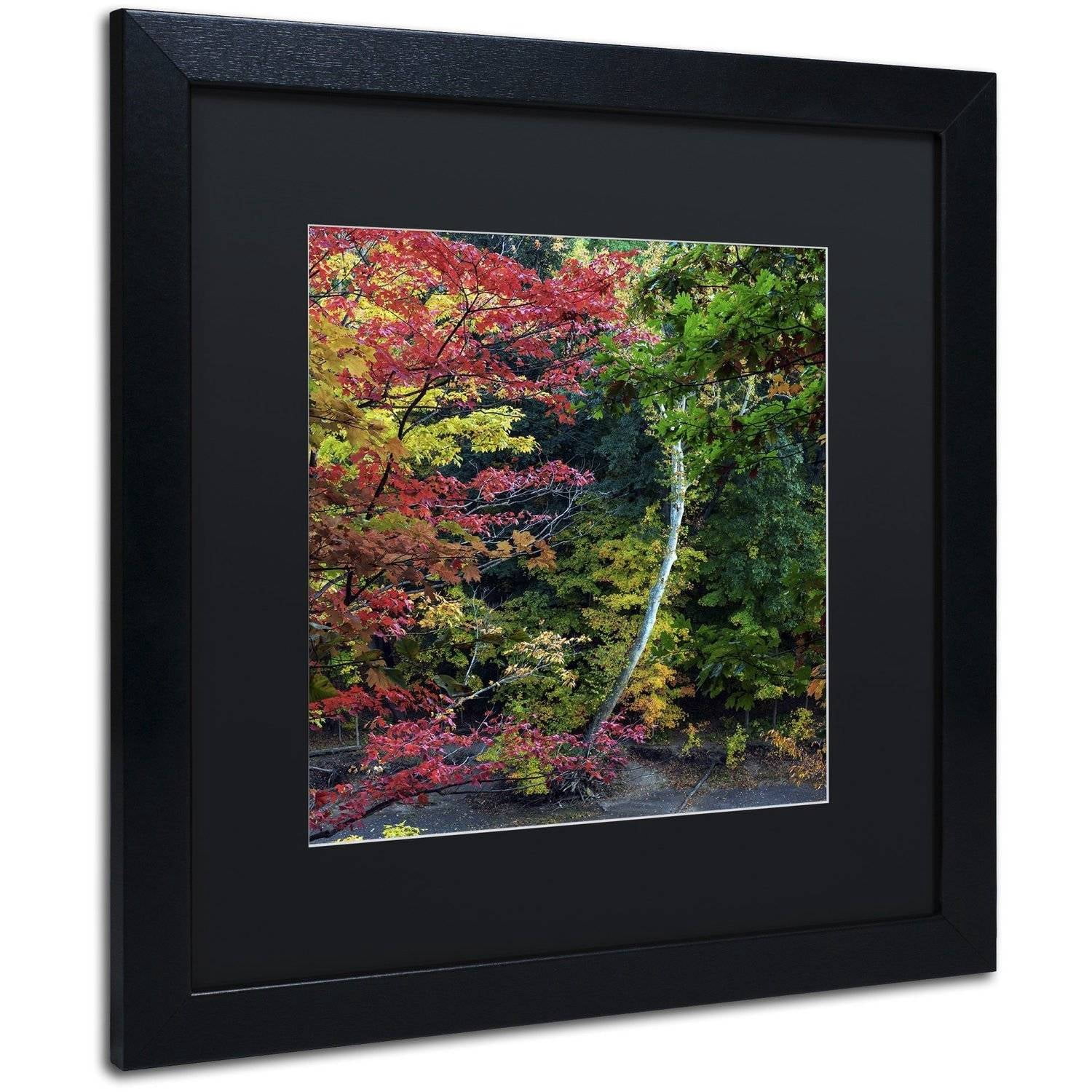 Trademark Fine Art "All the Colors of October in Ohio" Canvas Art by Kurt Shaffer, Black Matte, Black Frame