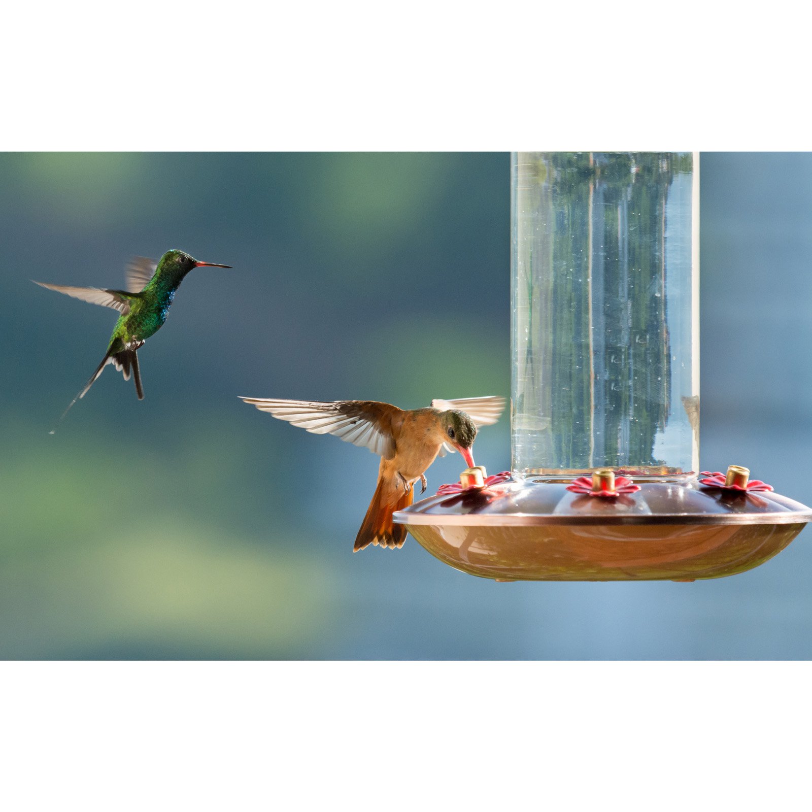 Perky Pet Ornate Hummingbird Feeder Walmart Com
