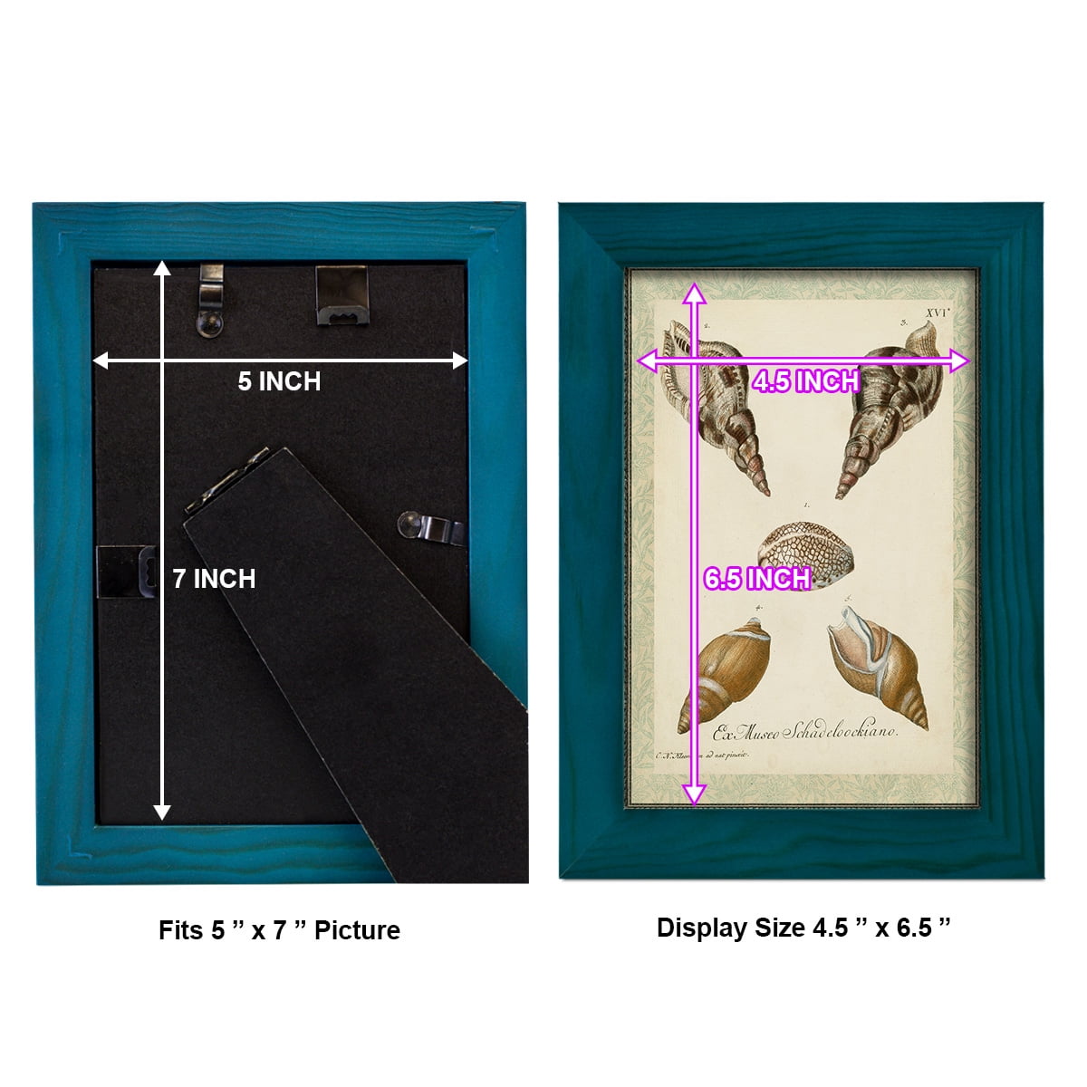 Bookplate Shells VIII - Framed Print w/glass - Ocean Blue