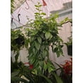 thumbnail image 6 of 6 inch pot -Premium Goldfish Plant,(Nematanthus ‘Shady Lady Marlene) super green shiny color, Indoor outdoor - Get similar to the picture, 6 of 7
