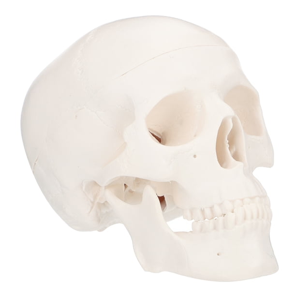 1 unid pintura calavera modelo humano calavera modelo desmontable estomatología cráneo