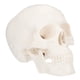 thumbnail image 1 of 1 unid pintura calavera modelo humano calavera modelo desmontable estomatología cráneo, 1 of 5