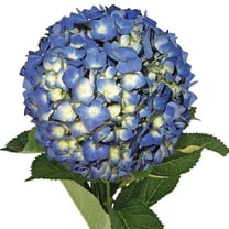 Hydrangeas 15 Stems of Shocking Blue Farm Direct Fresh Cut Flowers by Bloomingmore