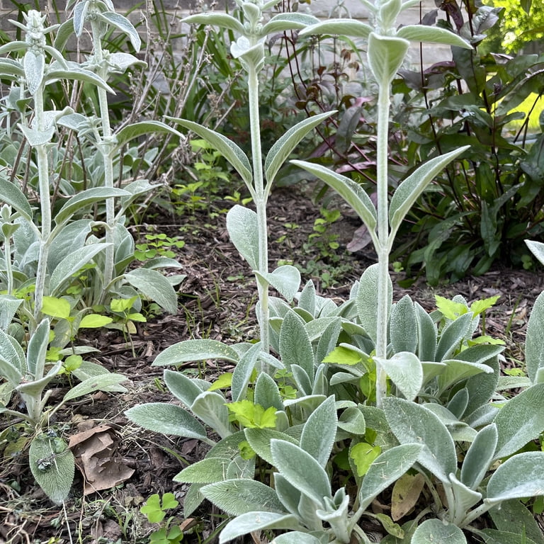 Lambs Ear Plant