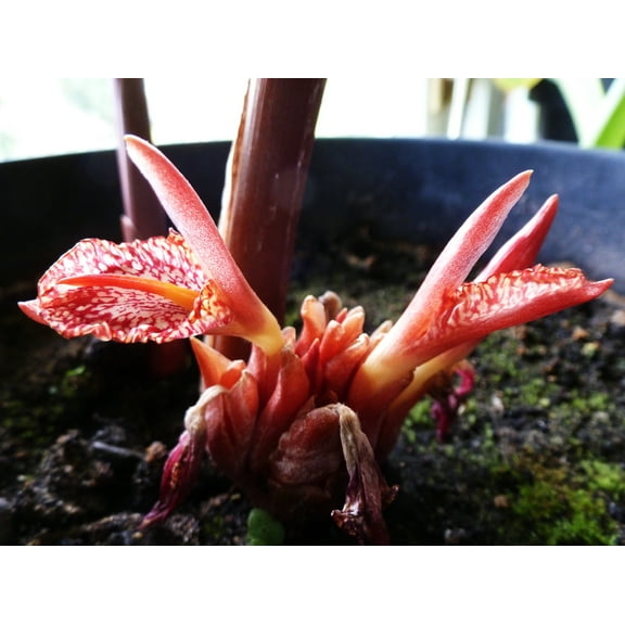 Seeds -Rare Bengal Ginger-10 Seeds- bright red ground level heads - Container tropical or Standard Gardening -Zingiber rubens