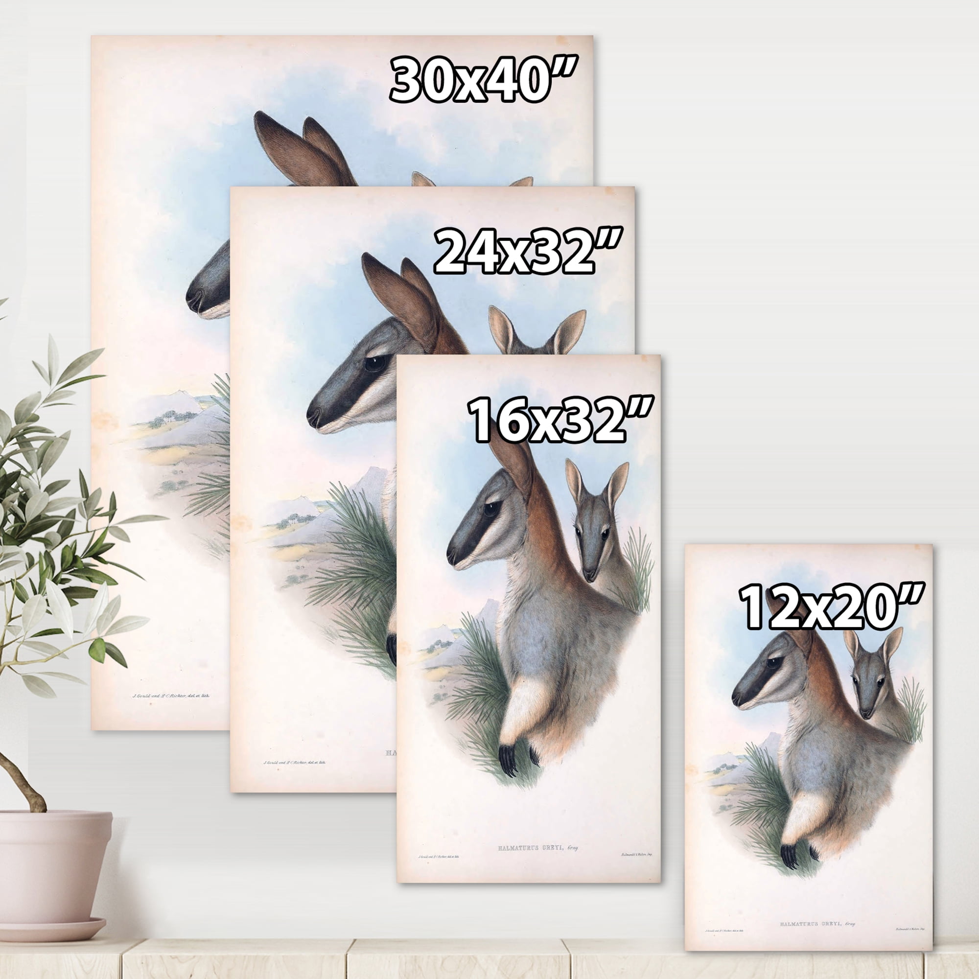 Designart ' Ancient Kangaroo ' Farmhouse Canvas Wall Art Print