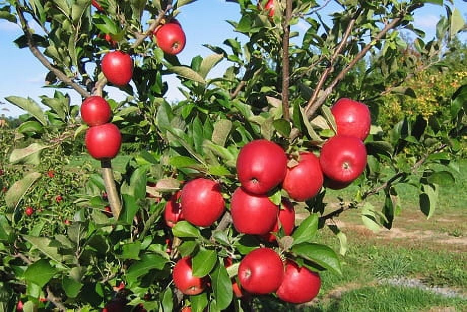 Fresh Envy™ Apple, Each