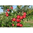 thumbnail image 7 of Fresh Envy Apple, Each, 7 of 7