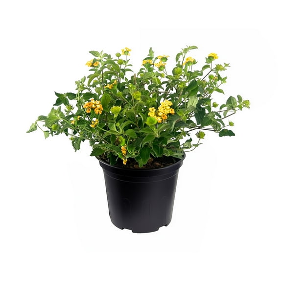 Lantana New Gold | 1 Large Gallon Size Plants | Lantana Camara 'New Gold' | Yellow Ground Cover for Sun | Spreading Landscape Plants for Borders Slopes Containers Beds and Walkways