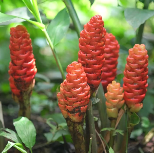 Shampoo Ginger Plant Live, Zingiber Zerumbet Plant Pinecone Ginger Plant for Garden, No Pot