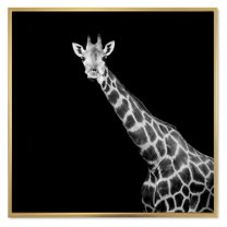 Designart 'Close Up Portrait Of A Giraffe On Black I' Farmhouse Framed Canvas Wall Art Print