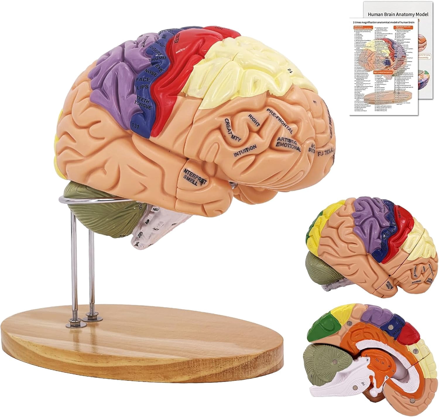 Brain Model 2X Life‑Size, Brain Anatomy Model for Neuroscience, 4‑Part ...
