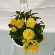 Expert Gardener 1.5 GAL Multicolor Begonia (1 pack) Grower pot