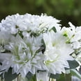 thumbnail image 3 of Enova Home Mixed Artificial Silk Dahlia Flowers in Clear Cylinder Glass Vase with Faux Water (Cream), 3 of 4