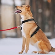 MASBRILL No Pull Dog Harness Soft Basic Nylon Adjustable Dog Vest Easy Walking Harness