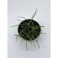 thumbnail image 5 of Hoya Retusa, 4 inch, Fuzzy Stems, Curtain Hoya, Wax Plant, Wax Vine, and Porcelain Vine, 5 of 8