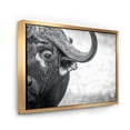 thumbnail image 3 of Black and White Portrait Of Buffalo III 40 in x 30 in Framed Photography Canvas Art Print, by Designart, 3 of 5