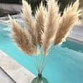 thumbnail image 6 of Stunning Tall Pampas Grass, Perfect For Boho Decor, Natural Home Decor Complement With Dried Flowers Bouquet, Easy Low Maintenance Ensures Timeless Beauty, Wedding Floral, 6 of 6