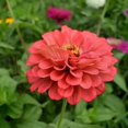 thumbnail image 4 of TomorrowSeeds - Coral Beauty Zinnia Seeds - 600+ Count - For 2025 Planting Non-GMO Long-Lasting, 4 of 6