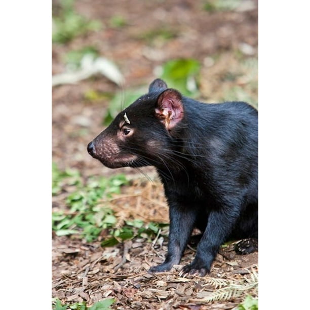 Tasmanian Devil Wildlife Tasmania Australia Poster Print By Martin Zwick Walmart Com Walmart Com