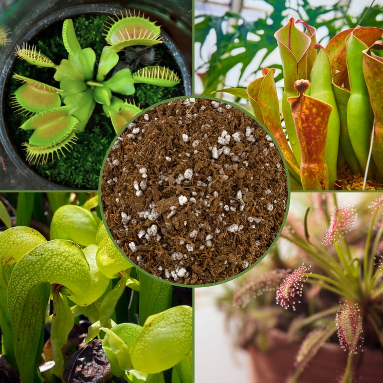Soil Sunrise Indoor Houseplant Potting Mix for Carnivorous Plants