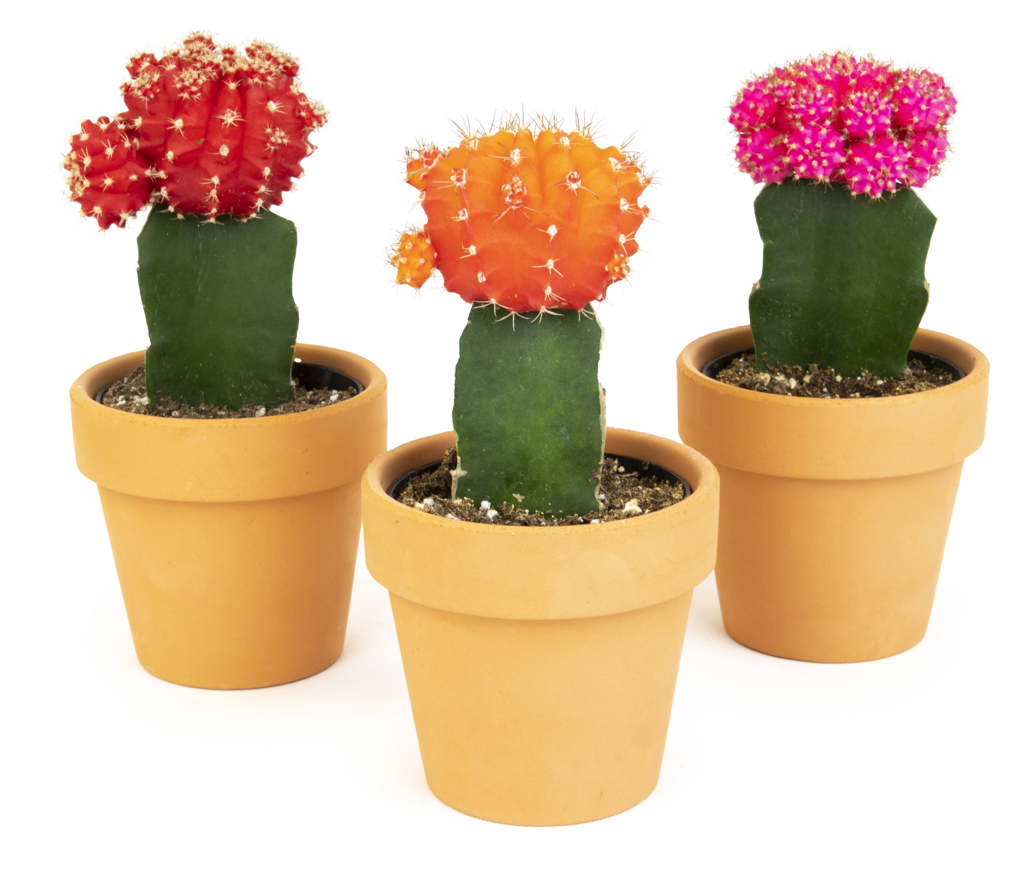 Altman Plants 2.5" Multi-color Cactus Live Plants (3 Pack) with Clay Pots