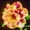 D, variant on Desert Rose, Low Maintenance - Easy Grow - Ideal for Beds Borders, Plant Pots & Planters