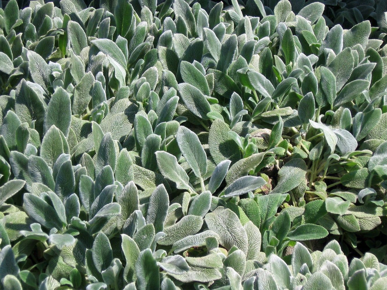 Silver Carpet Lamb's Ear Perennial - Stachys byzantina - Live Plant