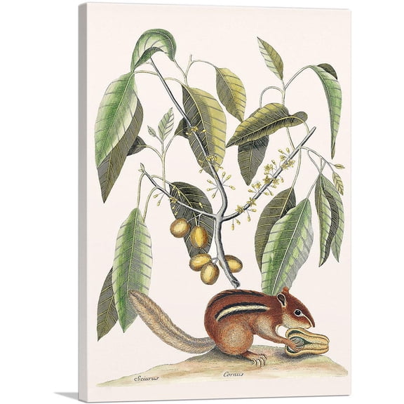 ARTCANVAS Ground Squirrel Canvas Art Print by Mark Catesby - Size: 12" x 8" (0.75" Deep)