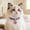 Purple, variant on Heart Rhinestone Pet Necklace for Dogs and Cats, Adjustable Crystal Bling Collar Jewelry for Small Medium Pets, Fashion Accessory for Wedding Birthday Party Photos