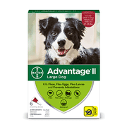 Advantage II Flea Prevention for Large Dogs, 6 Monthly Treatments