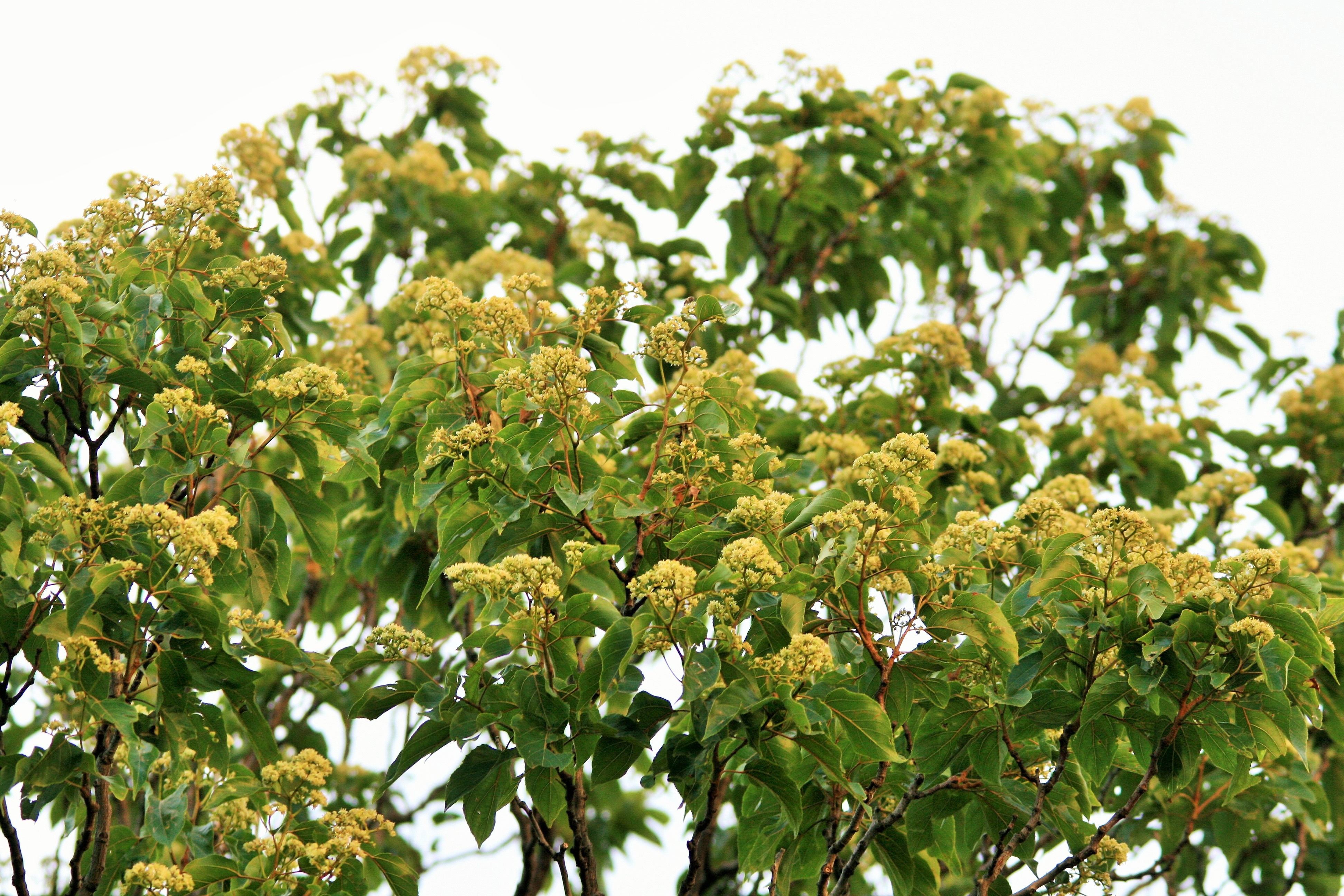 Rare Japanese Raisin Tree Hovenia Dulcis 8 seeds  UK SELLER 