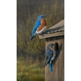 thumbnail image 2 of Goebel, Wilhelm 12x18 White Modern Wood Framed Museum Art Print Titled - Bluebirds at Home, 2 of 4