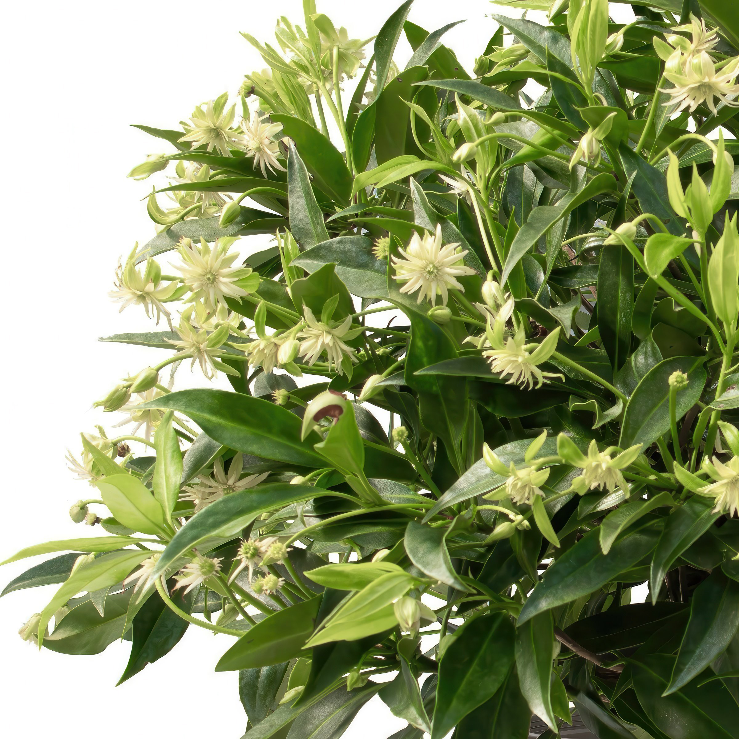 National Plant Network 1 gal. Illicium Star Flower Orion