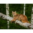thumbnail image 2 of Galloimages Online 32x26 White Modern Wood Framed Museum Art Print Titled - Mountain Lion On Forest Log, 2 of 4