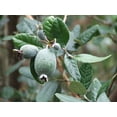 thumbnail image 6 of Pineapple Guava Plant - 3 Live 4 Inch Plants - Feijoa Sellowiana - Edible Flowers and Fruit, 6 of 8